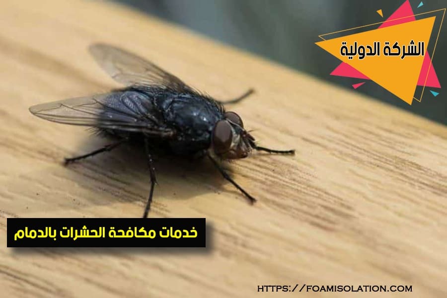 شركة رش الذباب والباعوض بالدمام