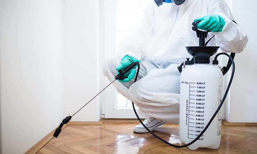 شركة مكافحة حشرات بالخفجي 2 exterminator pest control photo