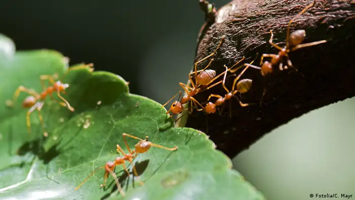 كيفية التخلص من النمل الصغير في المنزل