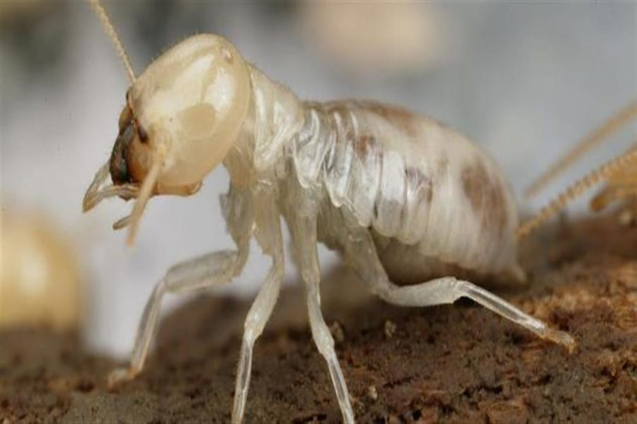 اضرار النمل الابيض وعلامات ظهوره بالمنزل, الشركة الدولية