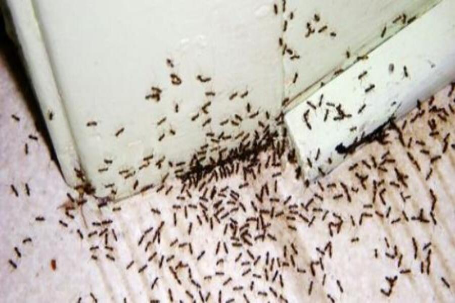 4 طرق لمكافحة النمل والتخلص منه 2 4 طرق للتخلص من النمل