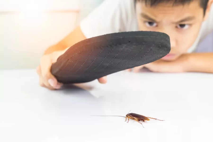 كيف تتخلص من الصراصير والحشرات المزعجة