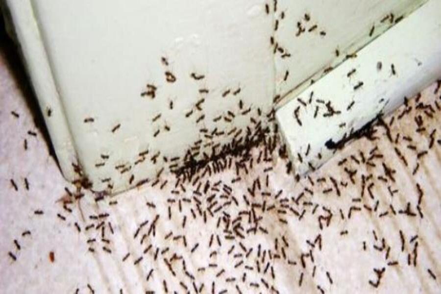 4 طرق للتخلص من النمل