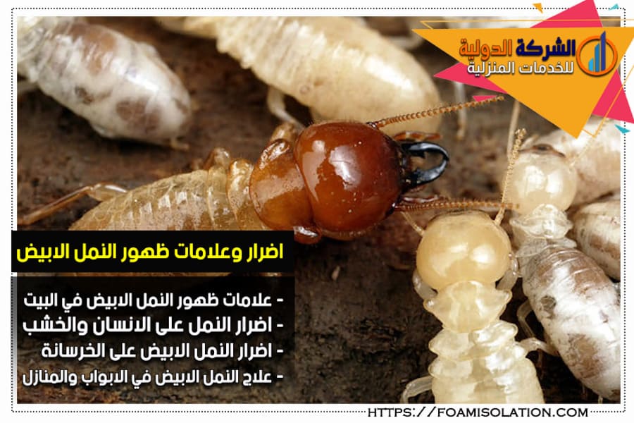 اضرار النمل الابيض وعلامات ظهوره بالمنزل