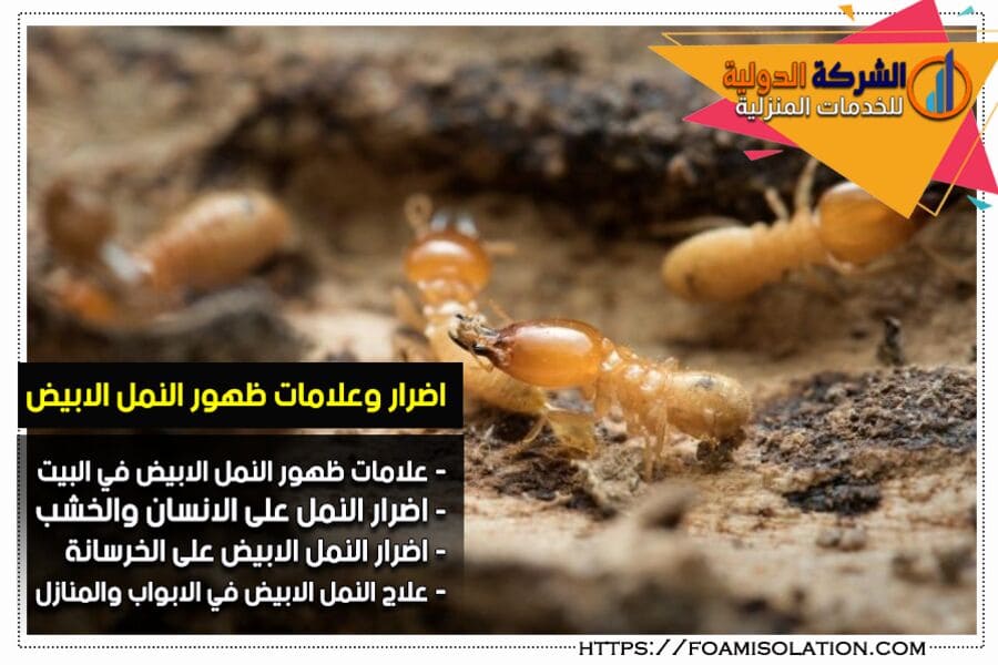 أضرار النمل الأبيض على جسم الإنسان