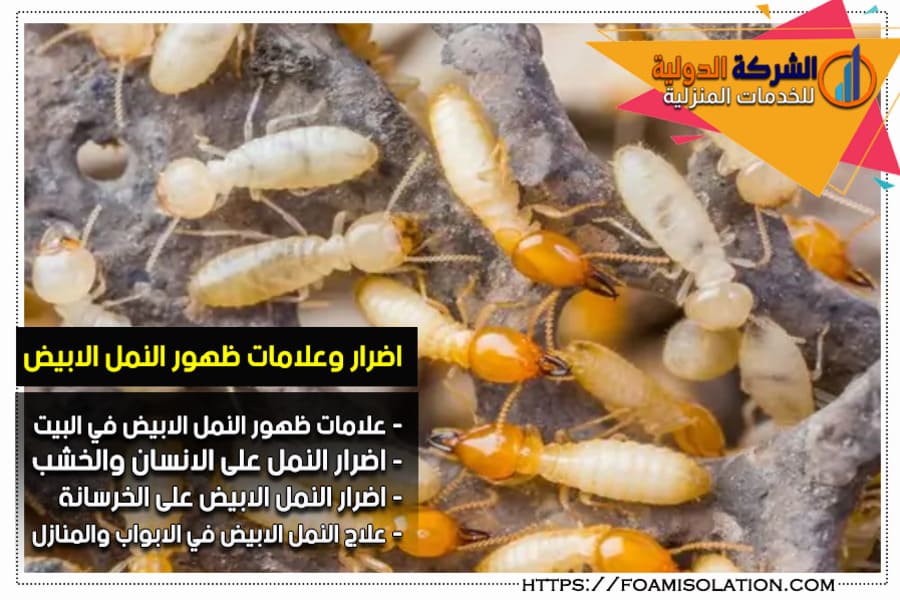 اضرار النمل الابيض على الخرسانة