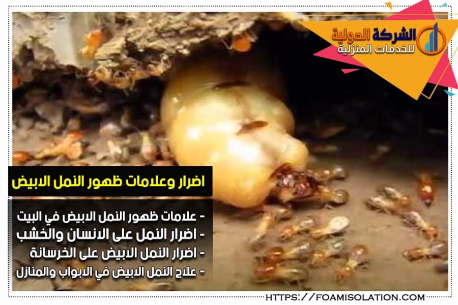 علامات وجود النمل الابيض في المنزل