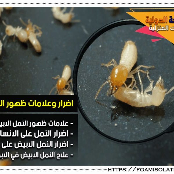 اضرار النمل الابيض وعلامات ظهوره بالمنزل