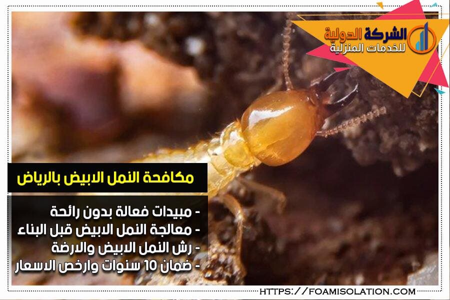 شركة مكافحة النمل الابيض في الرياض