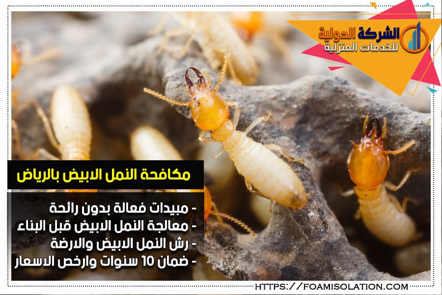 مكافحة النمل الابيض بالرياض